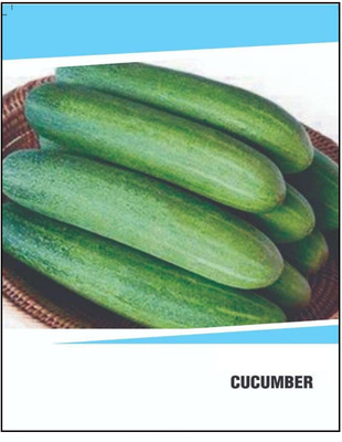 CYBEXIS Hybrid Cucumber Seeds(1000 Seeds) Seed(1000 per packet)