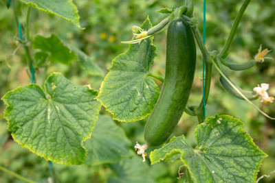 AFARTIOBINA 108 Pc Cucumber Seeds Seed(108 per packet)