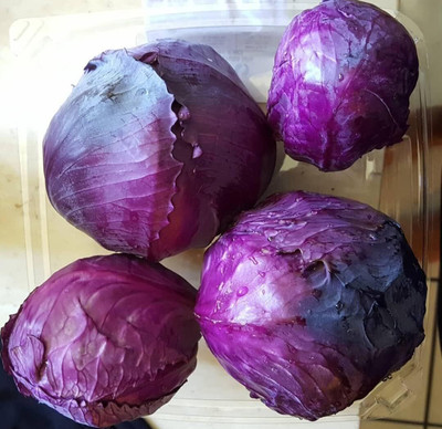WILLVINE SYN -VIII Red Acre Cabbage Seeds [50g] Seed(15000 per packet)