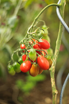 Avysa tomato Seed(70 per packet)