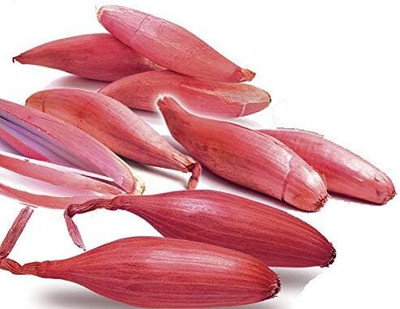 WILLVINE PUAS -VIII Shallot Onion Bunching Red [50g] Seed(30000 per packet)