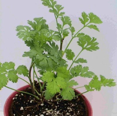Quentova Coriander-3Q-HUA Seed(250 per packet)