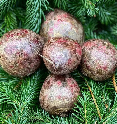 WINR Organic Red Beauty Beetroot Seed(400 per packet)