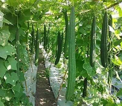 CYBEXIS Hybrid Rigid Gourd Seeds800 Seeds Seed(800 per packet)