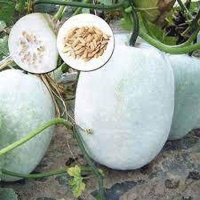 Arshiayat Ash gourd Vegetable Seeds For Planting Home And Kichen garding Seed(32 per packet)