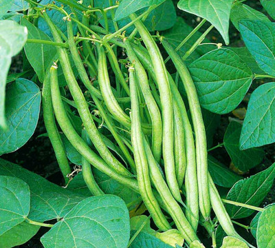 CRGO BEANS Seed(95 per packet)