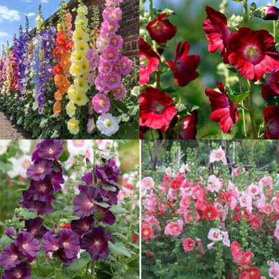 ibains Hollyhock seeds all colour 12 Seed(12 per packet)