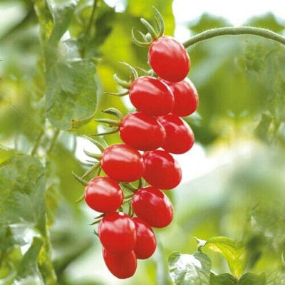 WILLVINE Vegetable - Tomato - Santonio-[600 Seeds] Seed(600 per packet)