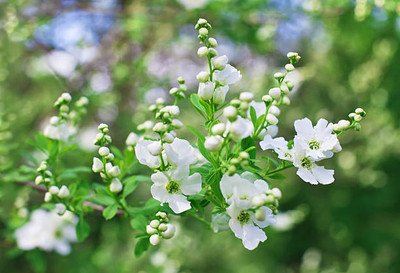 seedex gypsophila flower Seed(200 per packet)