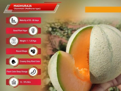 CYBEXIS VVI-21 - Madhuraja/मधुराजा Hybrid Muskmelon - (450 Seeds) Seed(450 per packet)