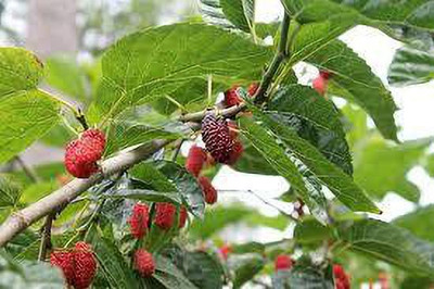 Oliver mulberry(shahatoot) Seed(49 per packet)