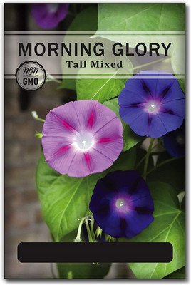 CYBEXIS Morning Glory Seeds Seed(50 per packet)