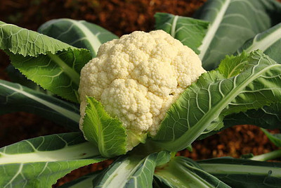 SEEDSSIDE white cauliflower,gobhee seeds Seed(15 per packet)