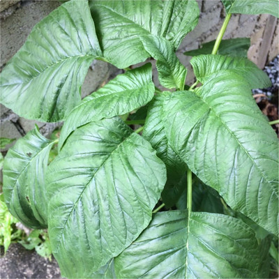 Quentova Seeds Amaranthus Viridis Green Amaranth Big Leaf-VOX Seed(400 per packet)