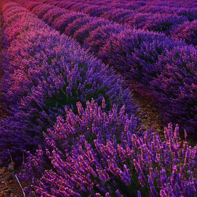 MOOFGA English Lavender - Lavandula angustifolia Seed(150 per packet)