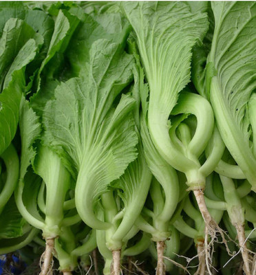 CYBEXIS GUA-83 - Chinese Mustard GAI Choi Cabbage - (2250 Seeds) Seed(2250 per packet)
