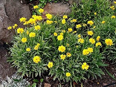 Aywal Coreopsis flower Seed(90 per packet)