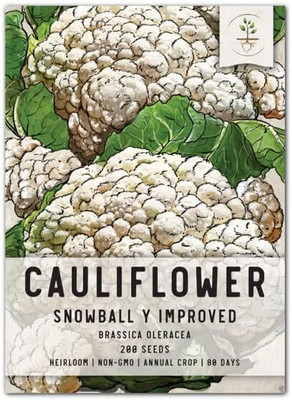 WILLVINE SCI -XII Cauliflower - (Snowball Y Improved)[25g, 7500 Seeds] Seed(7500 per packet)