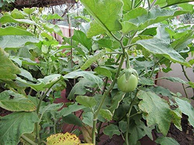 Biosnyg Green Small Brinjal Vegetable ( Seeds) Seed(5000 per packet)