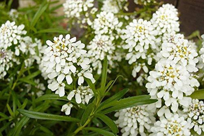 Aywal Candytuft Dwarf Fairy Mixed Seed(20 per packet)