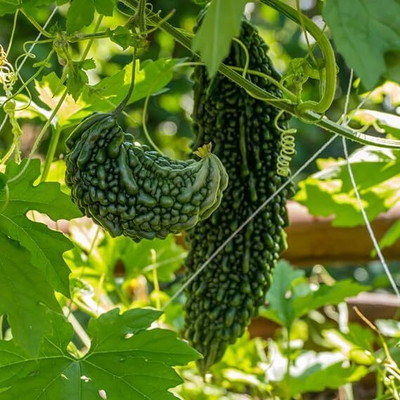 GREENSEA High Yielding Karela, Uchchhe, Bitter Gourd Seed(27 per packet)