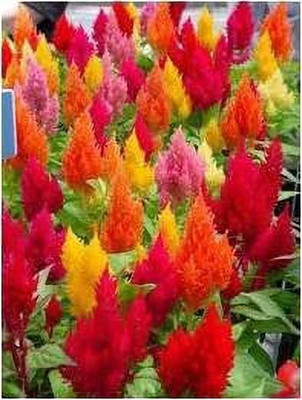MAA Celosia Dwarf, Cockscomb Seed(10 per packet)