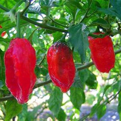 CYBEXIS High Germination Extremely Spicy Eastern Hot Chilli Seeds2400 Seeds Seed(2400 per packet)