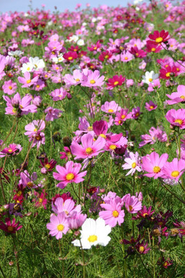 Lorvox Cosmos Hybrid Flower Seed(70 per packet)