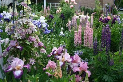 Aywal Lupin Mixed Color Flower Seed(100 per packet)