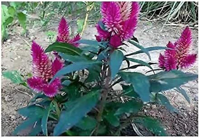 CYBEXIS GUA-32 - Celosia Argentea Foxtail - (60 Seeds) Seed(60 per packet)