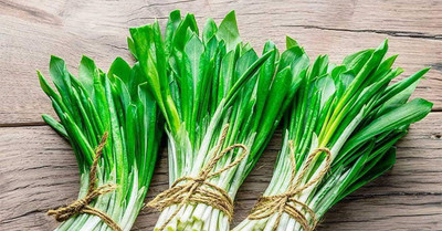 KNESSiN Heirloom Ramsons Wild Garlic Seeds For Planting-(2400 Seeds) Seed(2400 per packet)