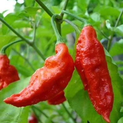 KNESSiN Hot Chilli Pepper Seed(200 per packet)