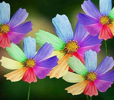 CYBEXIS PAU-11 - Hybrid Rainbow Chrysanthemum - (30 Seeds) Seed(30 per packet)