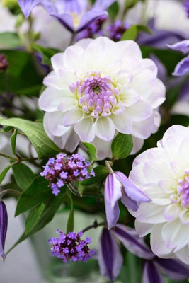CYBEXIS Dahlia Opera Pompon Seed(50 per packet)