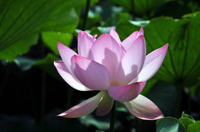 MG ALL IN ONE lotus,kamal gatta Seed(10 per packet)