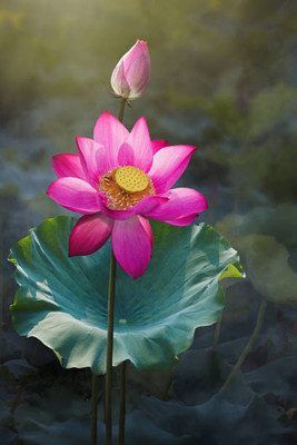 Hybrid Galaxy lotus,kamal gatta Seed(11 per packet)
