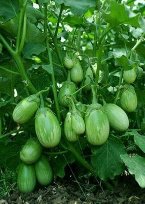BDSresolve green begun seeds desi/brinjal seeds 64 Seed(64 per packet)
