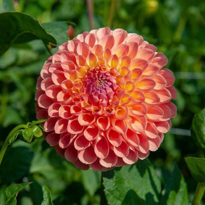 VibeX GBPUT-44 - Jowey Nicky Dahlia - (180 Seeds) Seed(180 per packet)