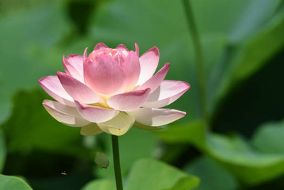 HOLIC STORE lotus,kamal gatta Seed(10 per packet)