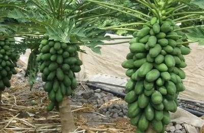 STOKIYA ORIGINAL SINTA F1 HYBRID PAPAYA VARIETY SEEDS ( 200 SEEDS ) Seed