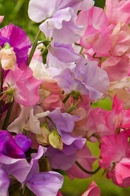CYBEXIS Seeds - Sweet Pea Old Fashioned Mixture Seeds Seed(50 per packet)