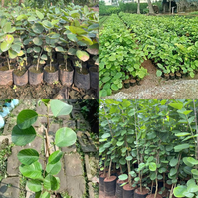 ibains red chandan plant seed 41 Seed(41 per packet)