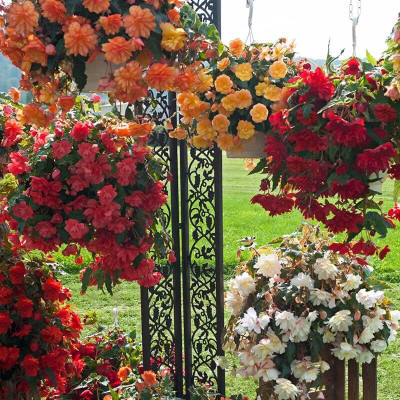 Qualtivate XLR-91 Begonia Seeds - Illumination Mix Seeds Seed(25 per packet)