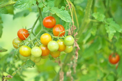 DRoz tomato Seed(120 per packet)