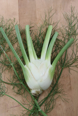 CYBEXIS LX-64 - Orion Hybrid Fennel - (250 Seeds) Seed(250 per packet)