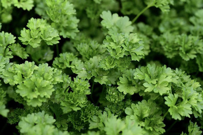 SOWCAN Herb - Parsley – Triple Moss Curled Seed(100 per packet)