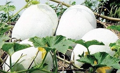 Arshiayat Organic Ash Gourd Seed, Ash Gourd Seeds For Planting 57 Seed(57 per packet)