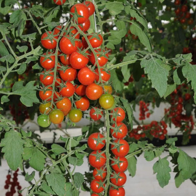 Biosnyg Hybrid Waterfall Tomato Vegetable Seeds - (1000 Seeds) Seed(1000 per packet)