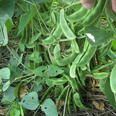SELOW Beans Seeds – Sem Phali Seeds Seed(20 per packet)