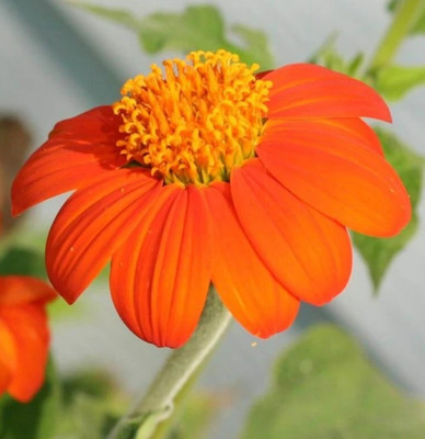 MWHY Mexican Torch Seed(25 per packet)